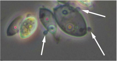 Two cells of the algal host have encysted parasites at the cell surface. The encysted spores produce pentration tubes into the host.